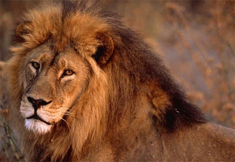 Leul (Panthera Leo)