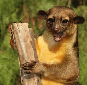 Kinkajou (Potos flavus)