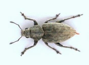 Gargarita porumbului (Tanymecus dilaticollis)