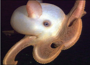 Grimpoteuthis – Dumbo octopus