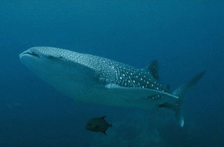 Balena albastra (Balaenoptera musculus)