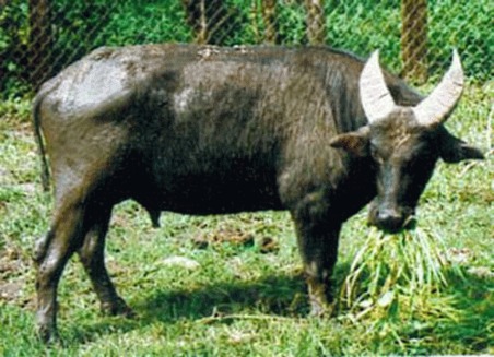 Bivolul pitic de apa – Tamaraw (Bubalus mindorensis)