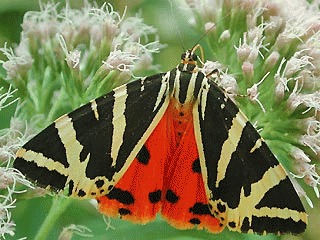 Fluturele tigru de Jersey (Callimorpha quadripunctaria)