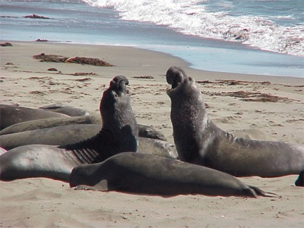 Foca elefant (Mirounga angustirostris)