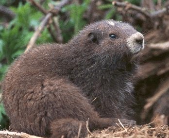 Marmotele din insula Vancouver (Marmota vancouverensis)