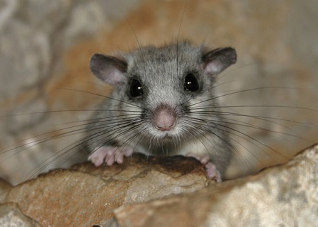 Parsul mare (Glis glis)