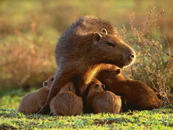 Capybara (Hydrochoerus hydrochaeris)