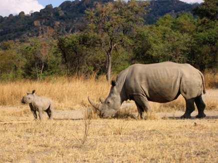 Rinocerii albi sunt pe cale de disparitie in Parcul National Garamba din Congo