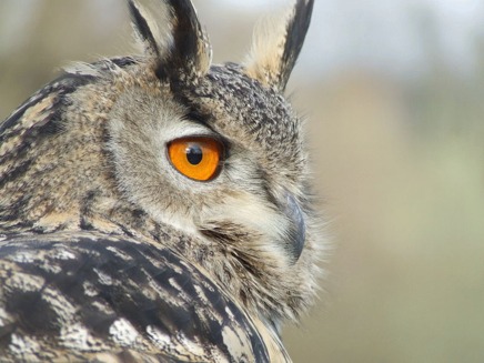 Bufnita (Bubo bubo)