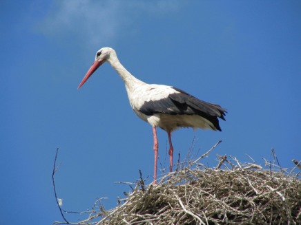 Barza alba (Ciconia ciconia)