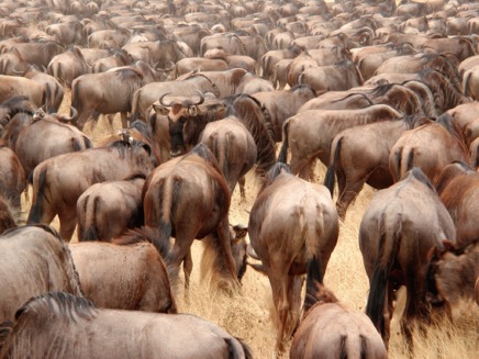 Antilopele gnu (Connochaetes gnu)