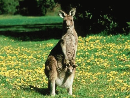 Cangurul rosu (Macropus rufus)