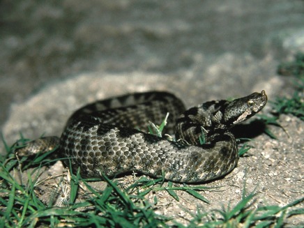 Vipera cu corn (Vipera ammodytes)