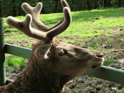 Zoo Targu Mures, aliniata la standardele UE