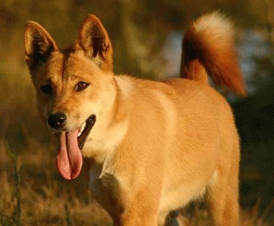 Cainele dingo