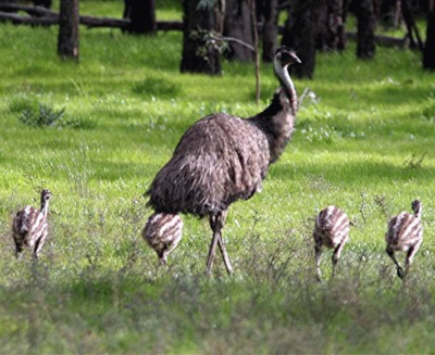 Pasarea EMU (Dromaius novaehollandiae)