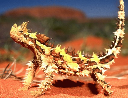 Diavolul tepos (Moloch horridus)