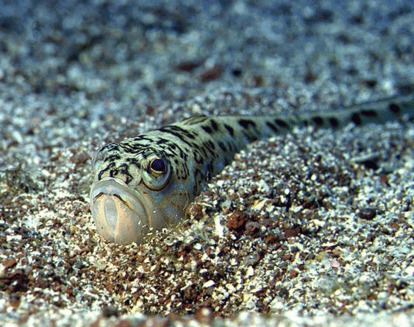 Dracul de mare (Trachinus Draco)