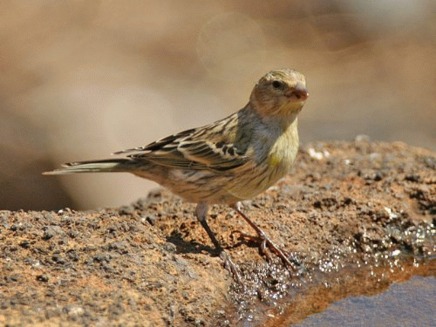 Canarul (Serinus canaria)