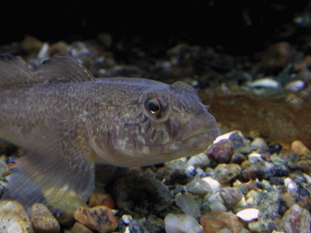 Guvidul (Gobius niger)