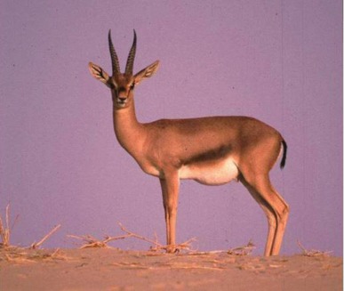 Gazela (Gazella)