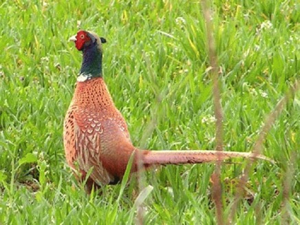 Fazanul (Phasanius colchicus)