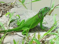 S-a descoperit o noua specie de iguana