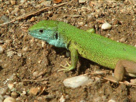 Gusterul (Lacerta viridis)