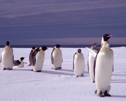 Pinguinii sunt amenintati de incalzirea globala