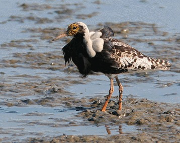 Fluierarul gulerat (Philomachus pugnax)