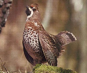 Gainusa de alun (Tetrastes bonasia)