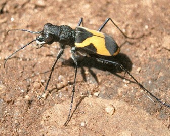 Gandacul tigru (Cicindela repanda)