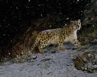 Fotografia anului surprinde un leopard de zapada