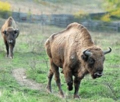 Limba albastra intirzie deschiderea rezervatiei de zimbri din Brasov