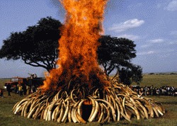 51 de tone de fildes de vanzare in Africa de Sud