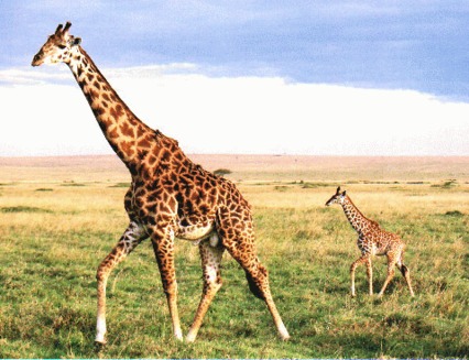 Girafa (Giraffa camelopardalis)