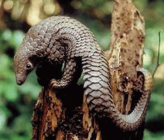 Pangolinul