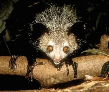 Aye-aye (Daubentonia madagascariensis)