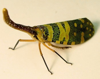 Insectele lanterna (Fulgora lanternia)