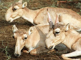 Antilopele Saiga (Saiga tatarica)