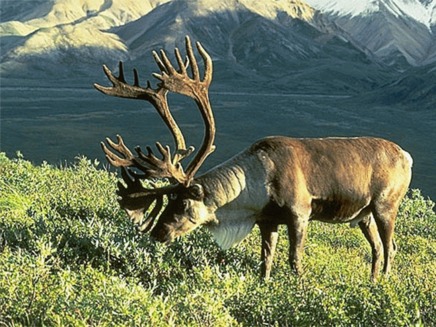 Renul salbatic (Rangifer tarandus)