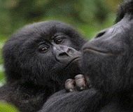 Cinci gorile nascute in Congo, pe timp de razboi, dau sperante pentru salvarea speciei