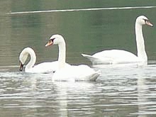 Lebedele ierneaza pe lacul Fecioarei din Parepa