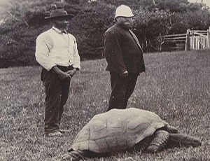 O testoasa de 176 de ani este cel mai batran animal in viata