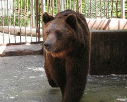 Trei ursi infometati au fost dusi in rezervatia din Zarnesti