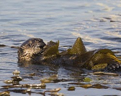 Habitat protejat pentru vidrele marine din Alaska