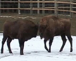 O noua rezervatie de zimbri a fost amenajata la Vama Buzaului, judetul Brasov