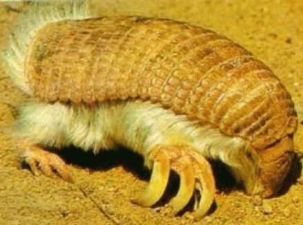 Armadillo roz (Chlamyphorus truncatus)