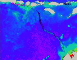 Testoasa Ana ne dezvaluie super-autostrazile oceanice