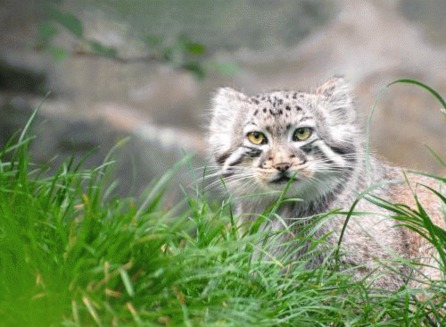 Pisica Pallas (Otocolobus manul)